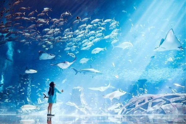 A Guide to Uncovering the Lost Chambers Aquarium Dubai