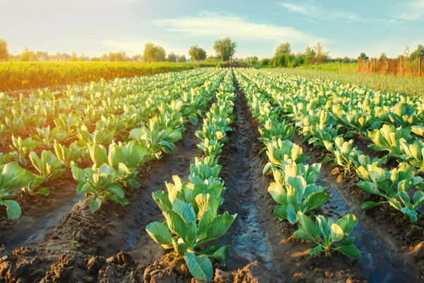 Ministry of Climate Change launches Food and Agriculture Entrepreneurs Programme