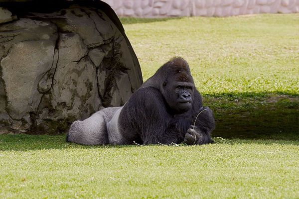 Dubai Safari Park announces temporary closure