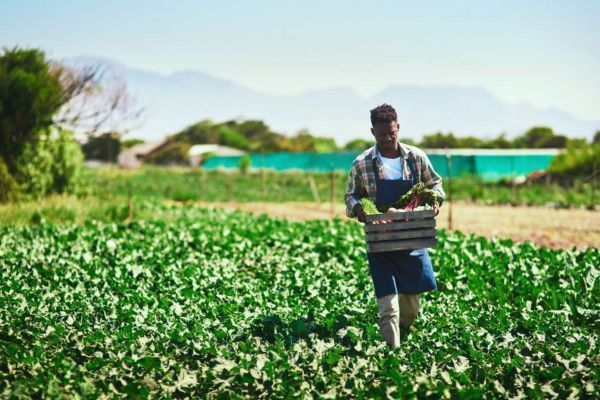 The Future of Farming: Exploring Sustainable Agriculture Practices in Dubai