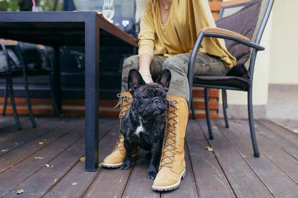 The Purr-fect Pet Cafes in Dubai