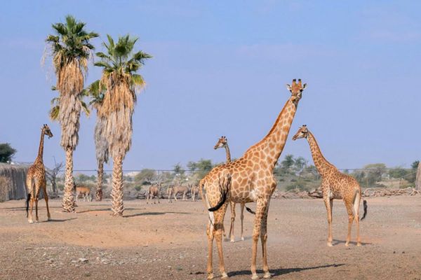 UAE: Discover 10 Fascinating Spots for Cool Animal Encounters, Including Breakfast with Giraffes!