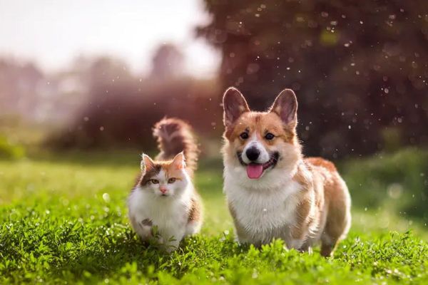 The Complete Guide for Pet Owners: Grooming, Accessory Stores, Clinics, and more