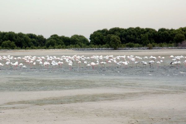 Dubai Thrives as a Biodiversity Hotspot Despite the Desert Environment