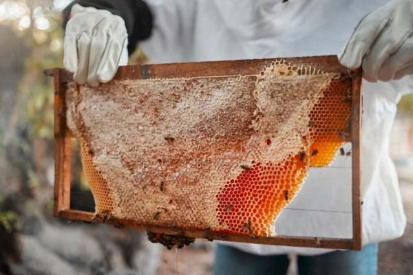 Hatta Honey Festival 2023: 7 Exciting Things to Look Forward to
