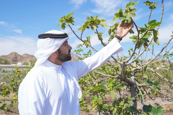 Hatta Announces Launch of First-Ever Hatta Farming Festival