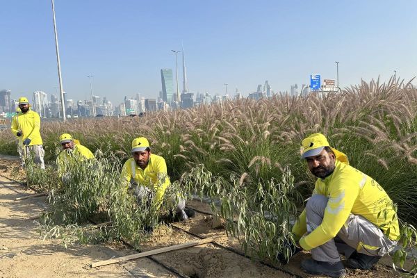 Dubai Municipality Undertakes a New Agricultural Beautification Project