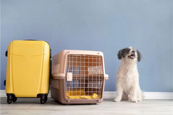 Pet Relocation to Dubai: Laws, Processes, Charges & More