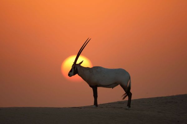 UAE Identifies Nine Globally Significant Key Biodiversity Areas