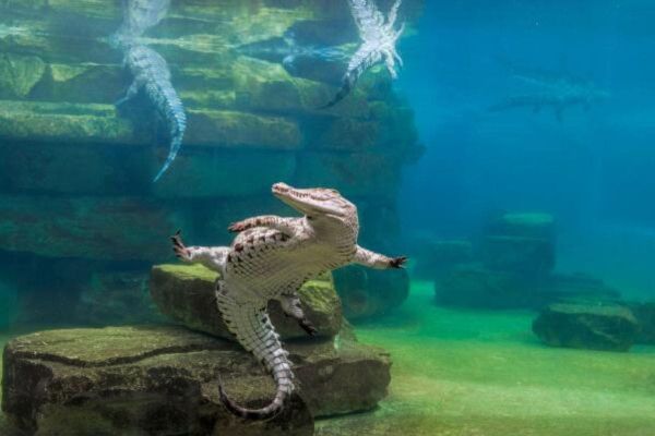 Dubai Crocodile Park Offers Free Entry for Children This Summer