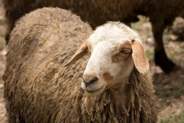 UAE: Pre-Order Eid Sacrificial Animals via Careem and Noon for Doorstep Delivery