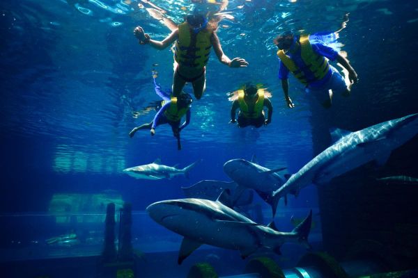 Fin-tastic Fun Awaits During AquaVenture’s Summer of Sharks Celebrating the UAE’s Native Species