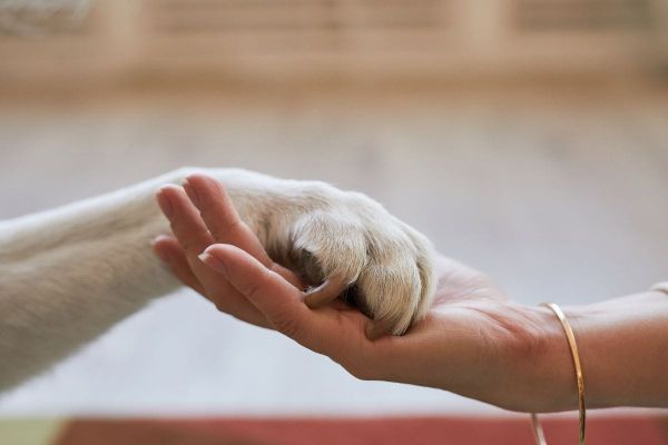 Pet Loss in the UAE: Legal Guidelines and Cremation Options