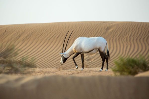 Dubai's Animal Kingdom: All the Wildlife You Can Encounter