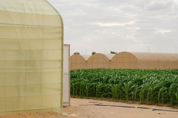 UAE Pavilion to Present 'Pressure Cooker' at Venice Biennale 2025