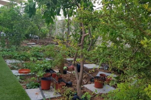 UAE: A Complete Guide to Importing Plants and Agricultural Shipments