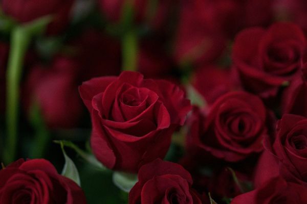 Valentine’s Day Gifting Trends in the MENA Region: 550% Rise in Flowers, UAE & Kuwait Top Gift Spending