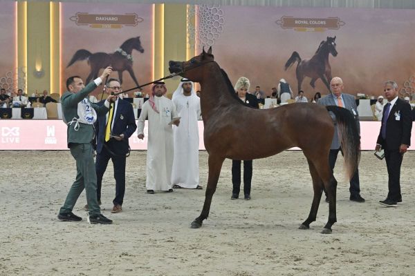 Dubai International Arabian Horse Championship Opens with Strong Global Participation
