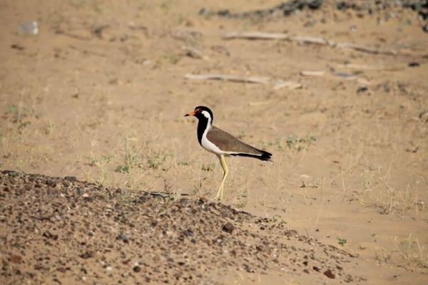 Al Wohoosh Desert Reserve Highlights Dubai’s Rich Biodiversity Beyond Size