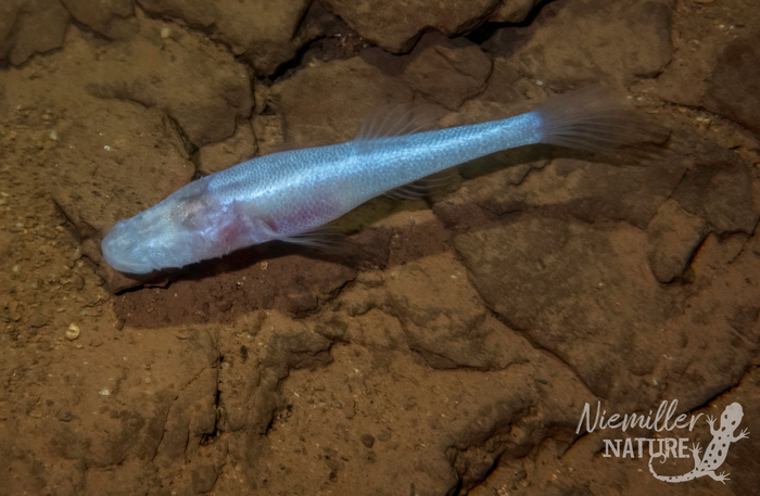 Huntsville Researchers at UAH Uncover Rare Demon Cavefish at Redstone Arsenal