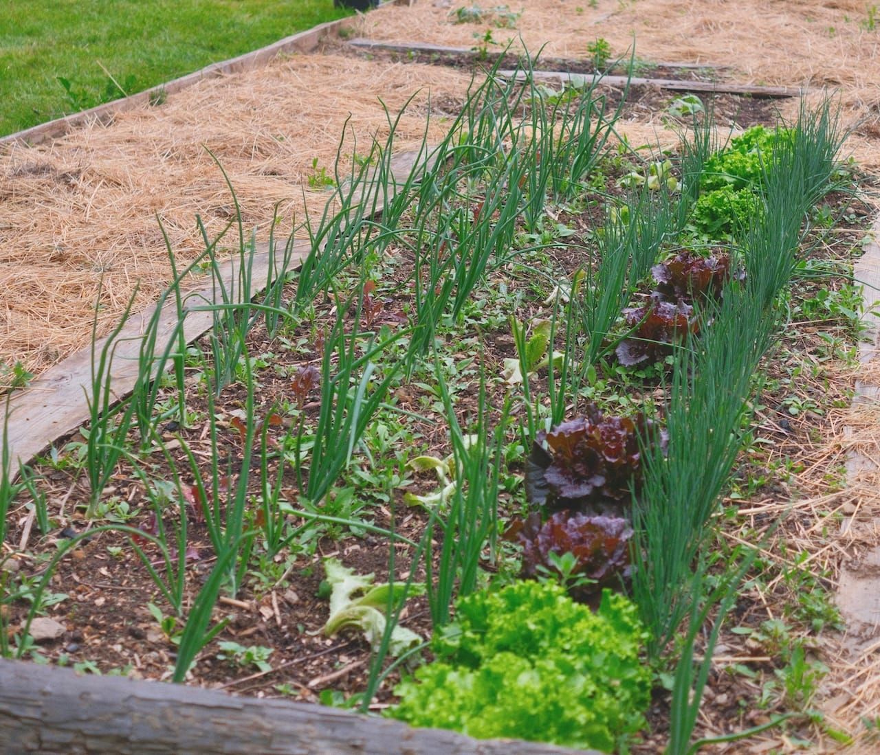 Mon potager en Corrèze
