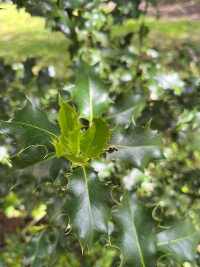 🌿 Le houx est une plante fascinante