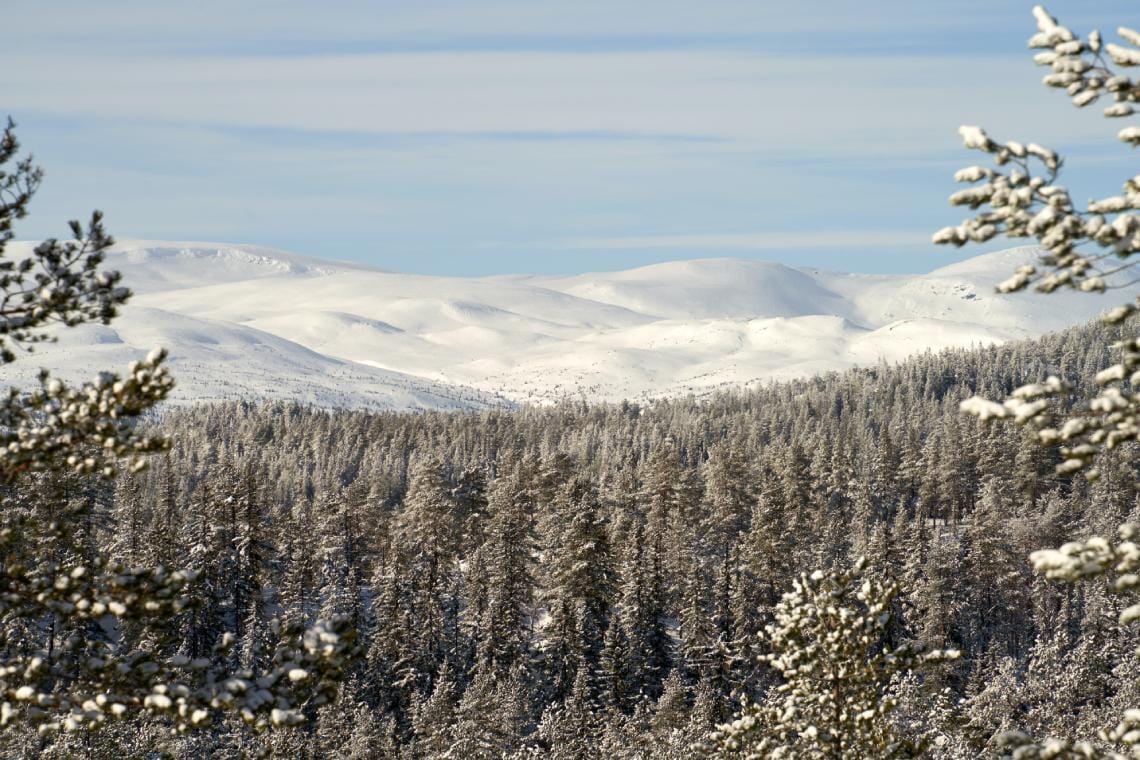Mountain view with lots of trees in foreground