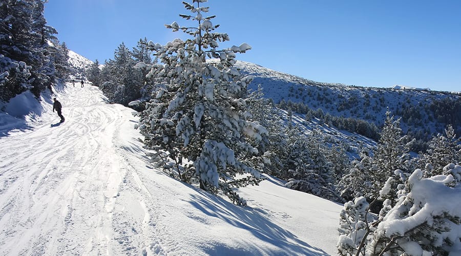 Borovets skiers going down tree-lined slope