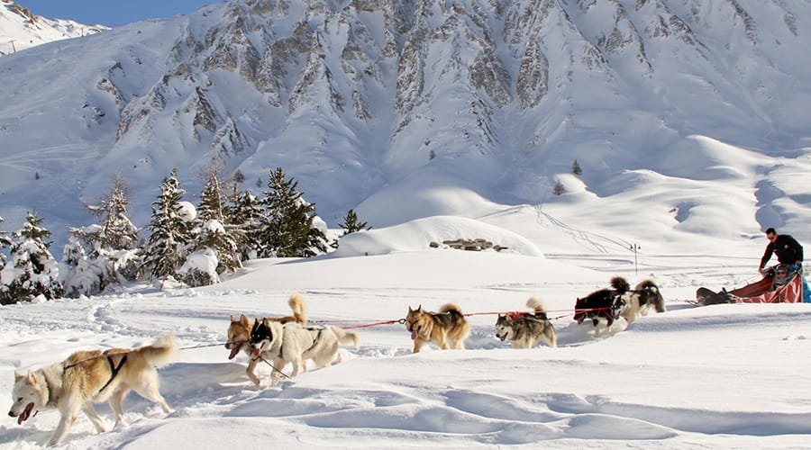 Dog sledding in Tignes