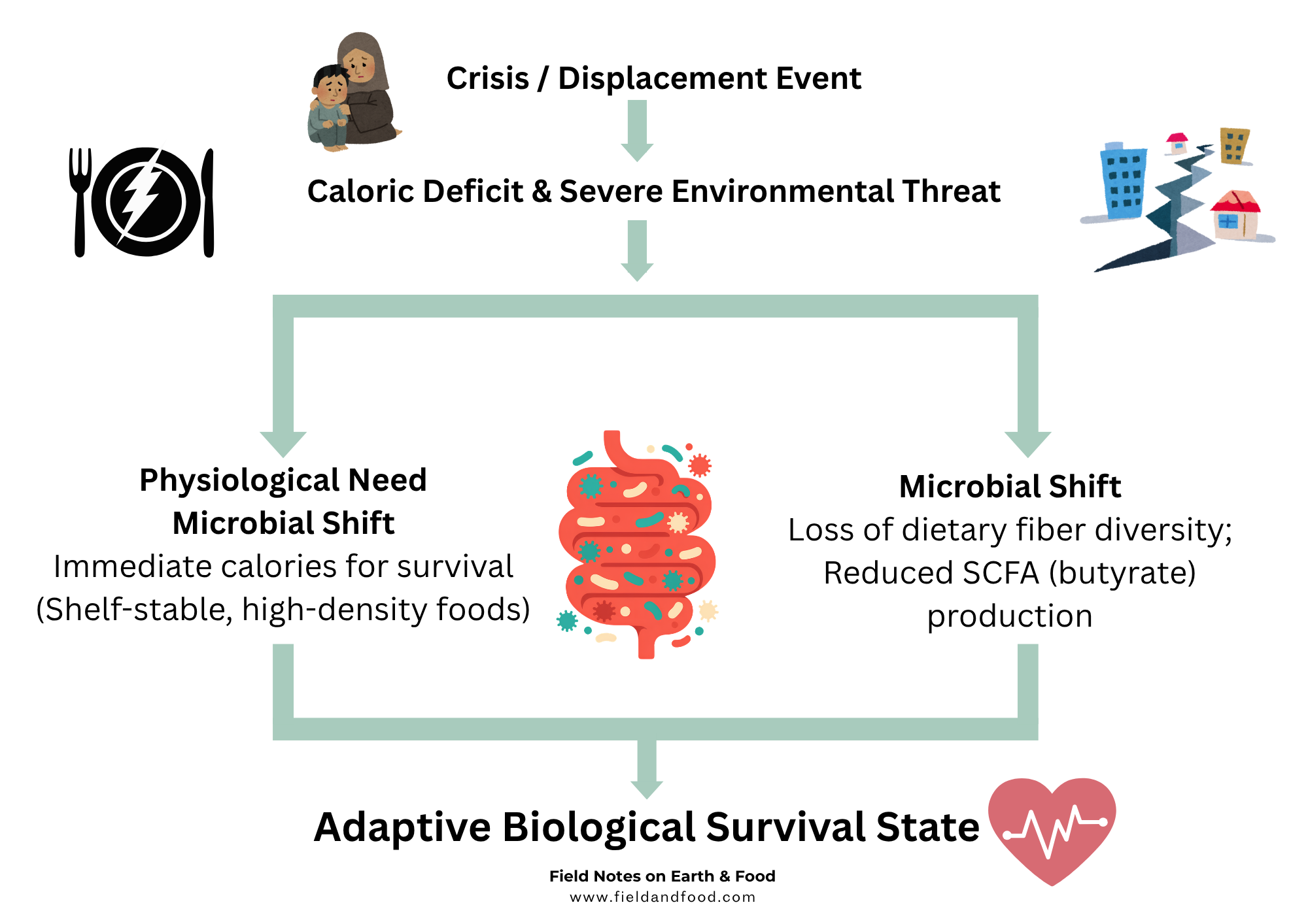 Diagram illustrating how crisis and displacement lead to severe environmental threats, driving an adaptive biological survival state that balances immediate caloric needs with shifts in gut fiber diversity