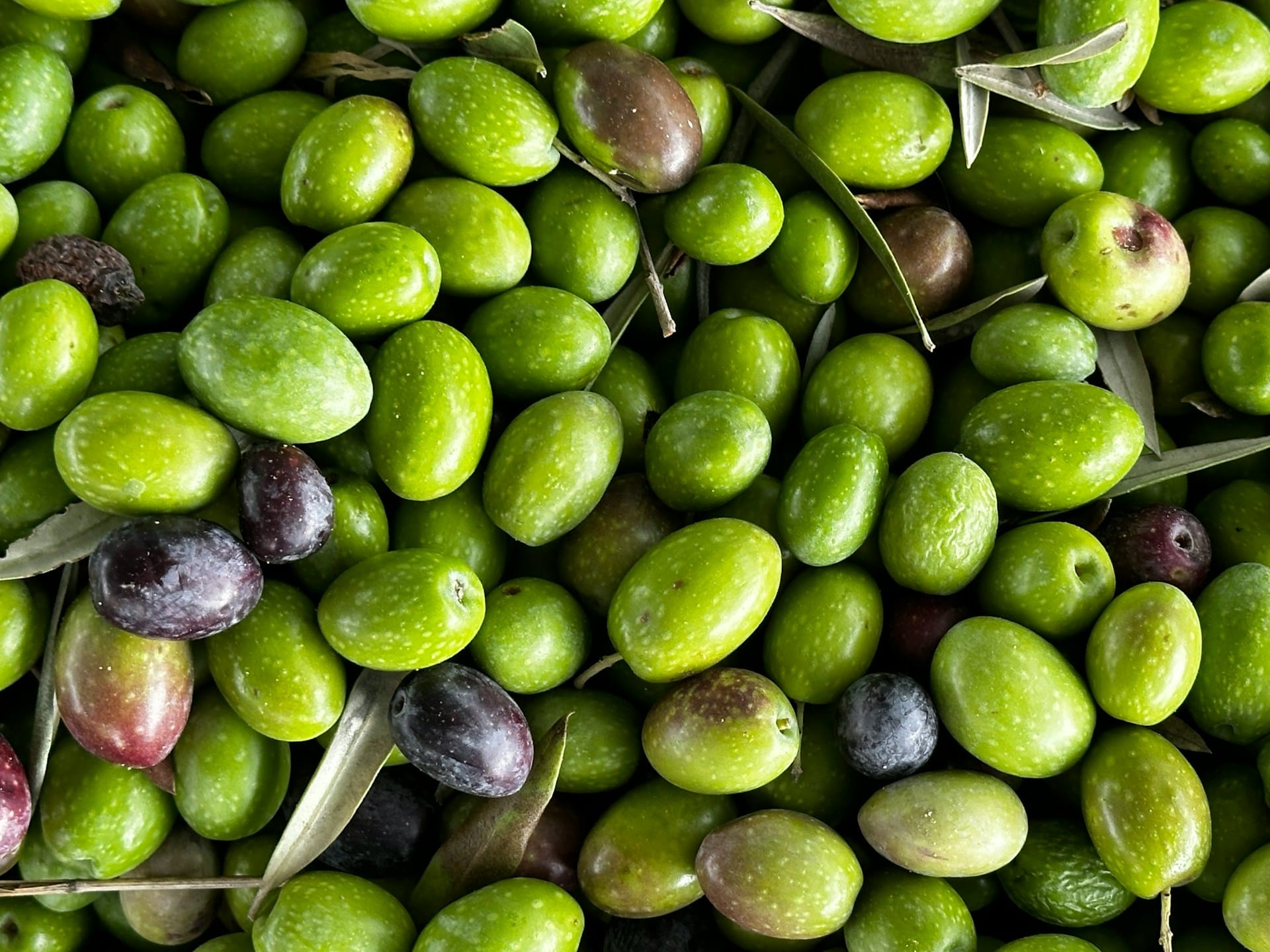 Draufsicht auf einen dichten Haufen frisch geernteter grüner und reifender purpurfarbener Oliven, gemischt mit Olivenblättern.