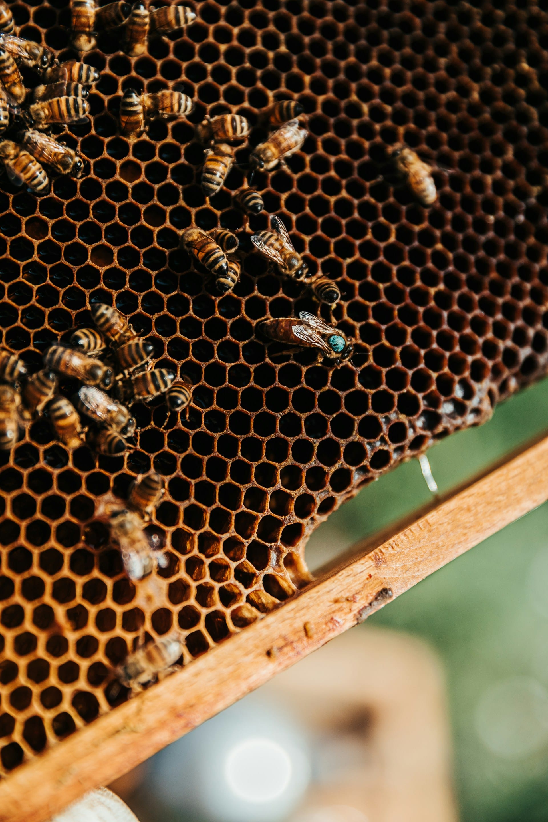 Close-up of worker honeybees crawling over a wax honeycomb frame in an hive, highlighting a queen bee marked with a blue dot on her thorax.