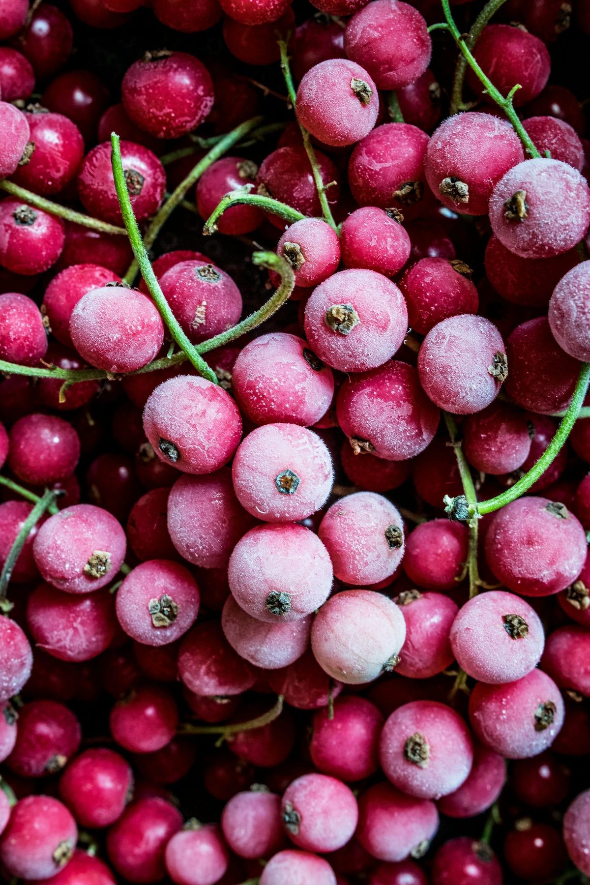 Close-up overhead shot of frost-dusted red currants frozen on stems.
