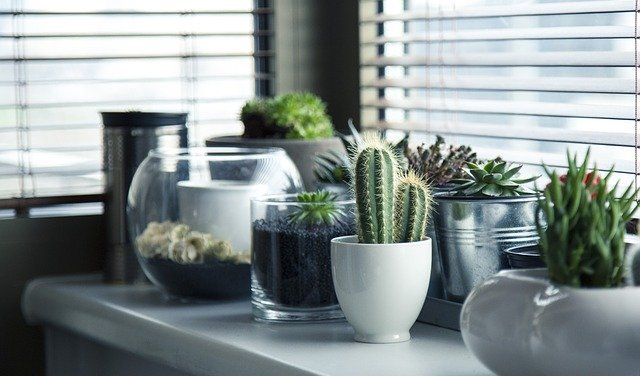 Ideas For In-Home Gardens