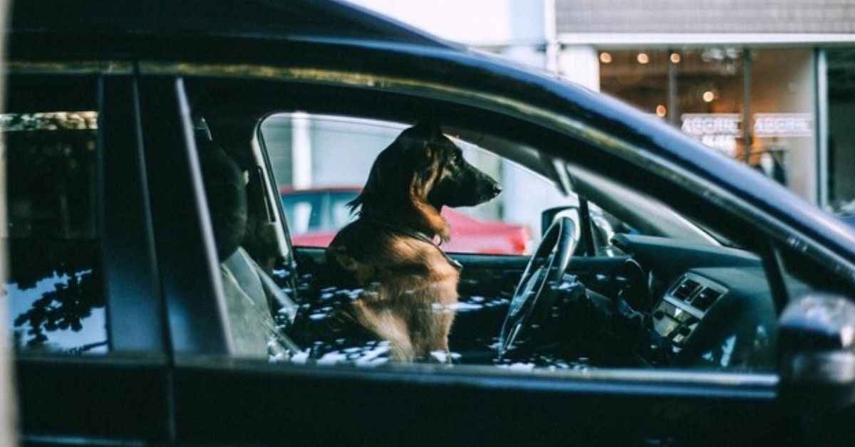 7 Tips To Help Your Dog Adjust After Moving