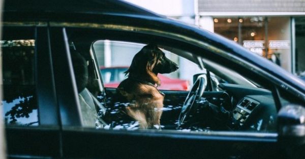 7 Tips To Help Your Dog Adjust After Moving