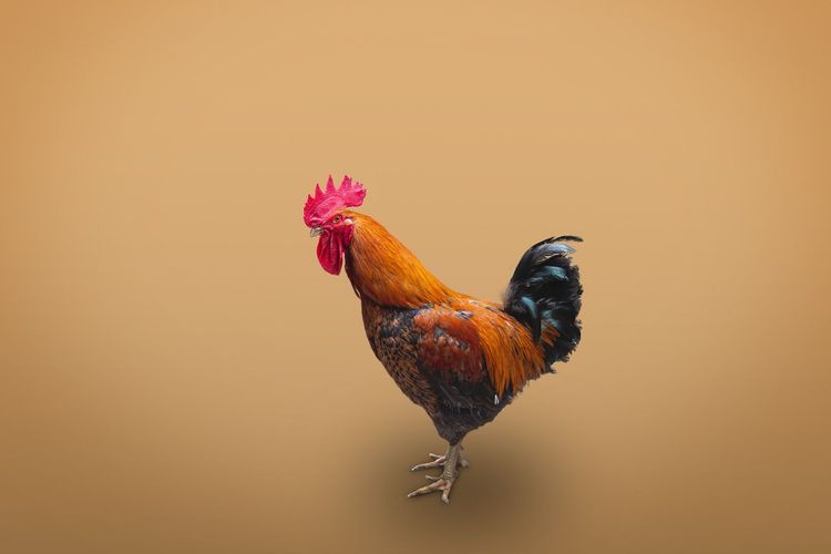 Ako na písanie? Cibrite si slovnú zásobu a pracujte na štylistike, radí Mária Danthine-Dopjerová