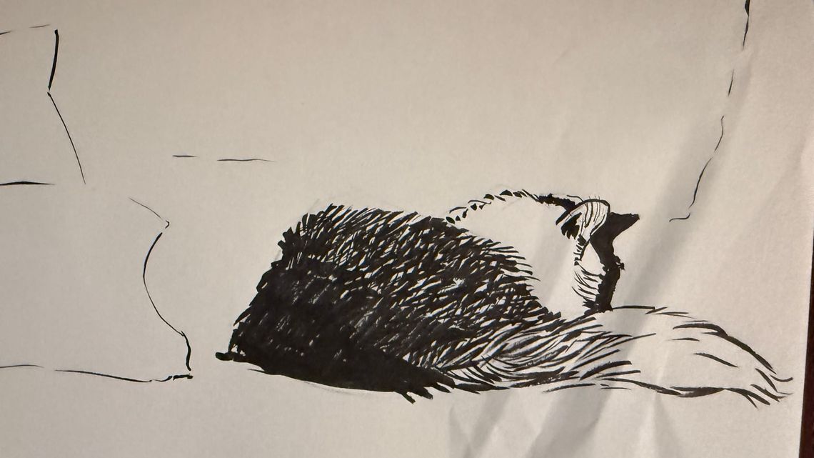 Another Quick Kitty Sketch