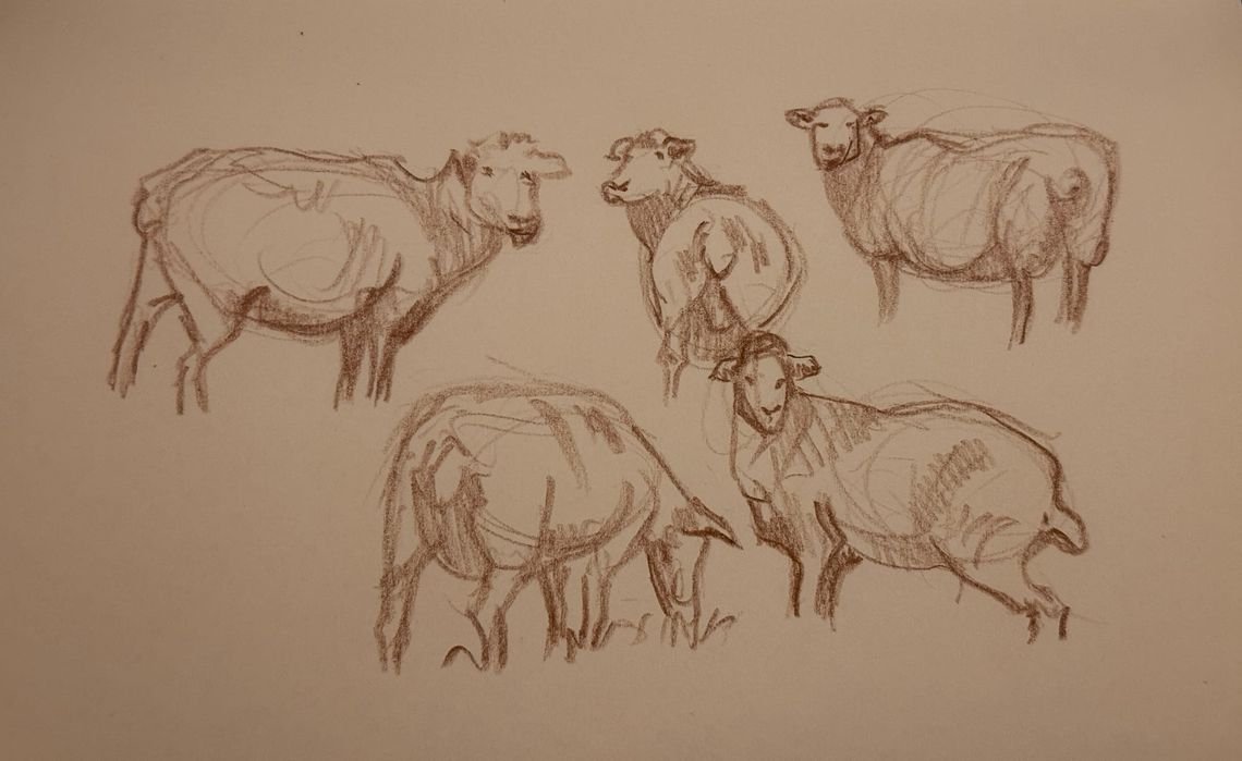 Sheep?