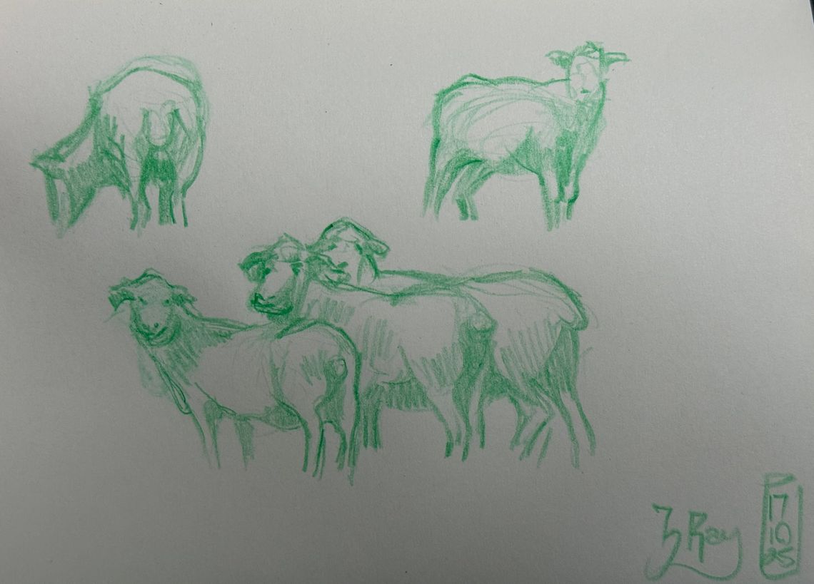 More Sheep
