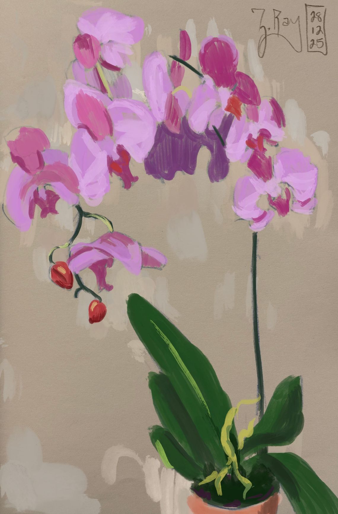 Pink Orchid