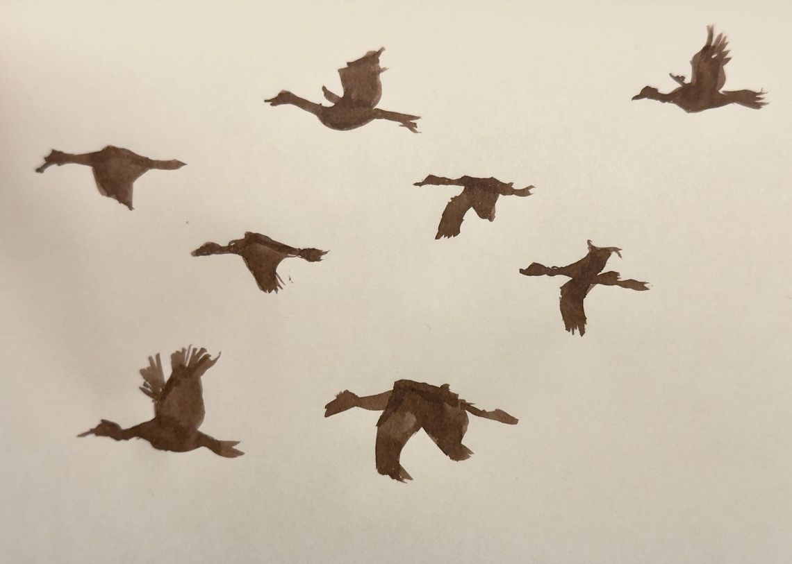 Geese, or Possibly Cranes