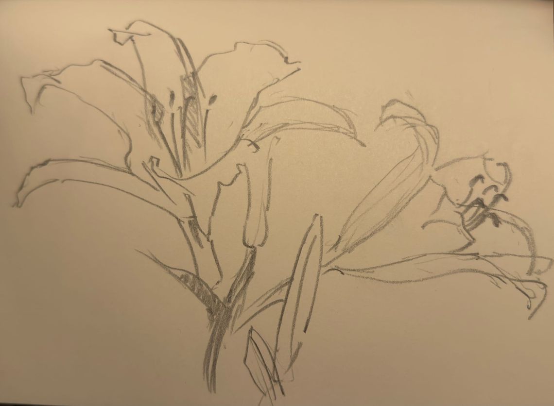 Lily Sketch