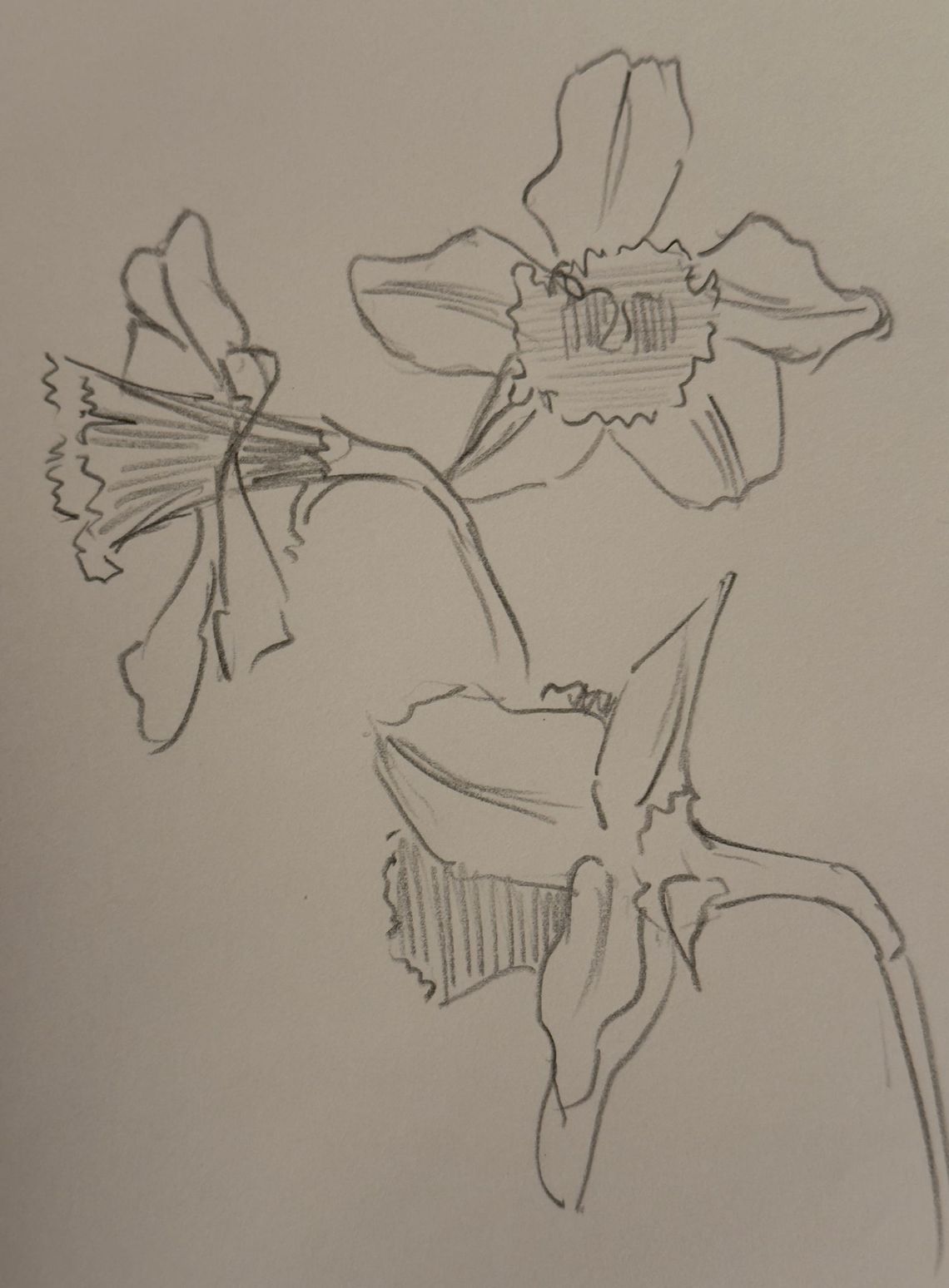Daffodil Drawings