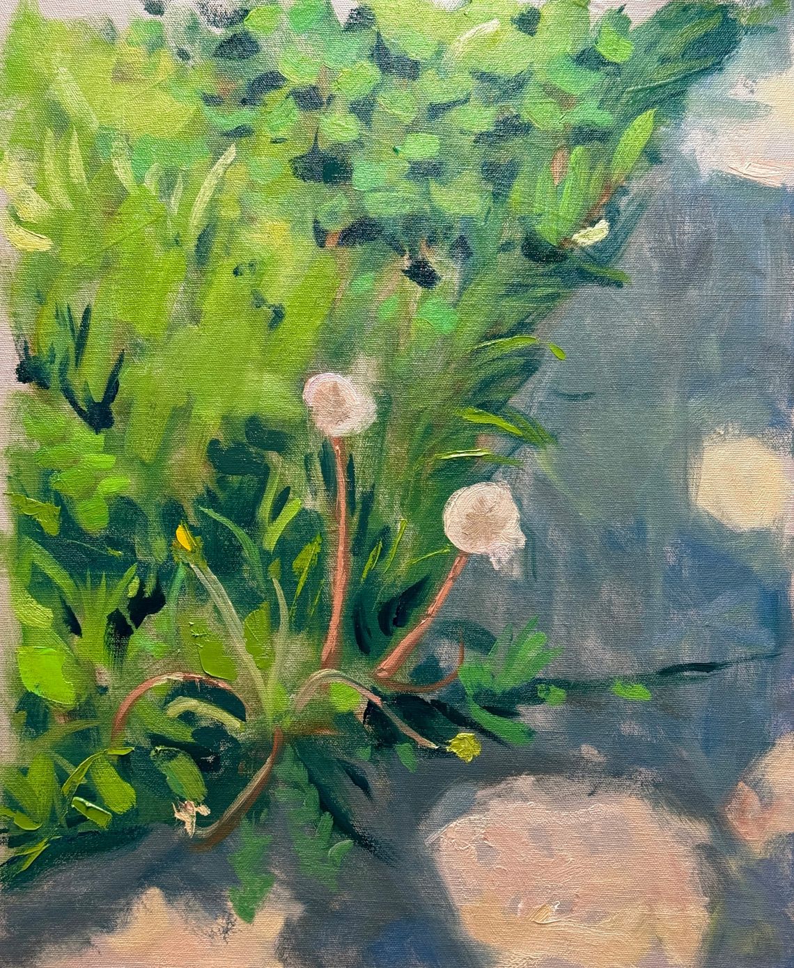 Dandelions