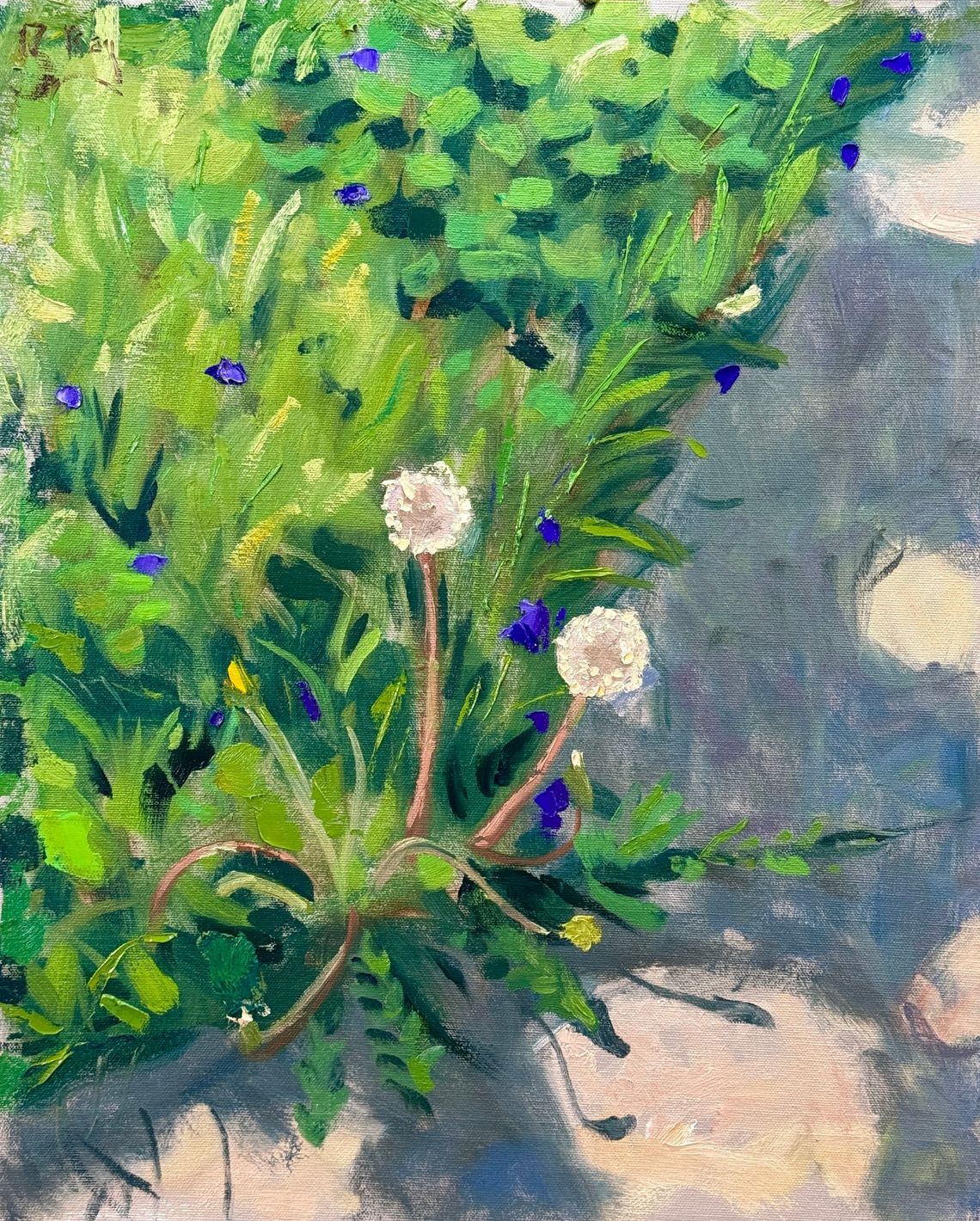 Dandelion Poofs