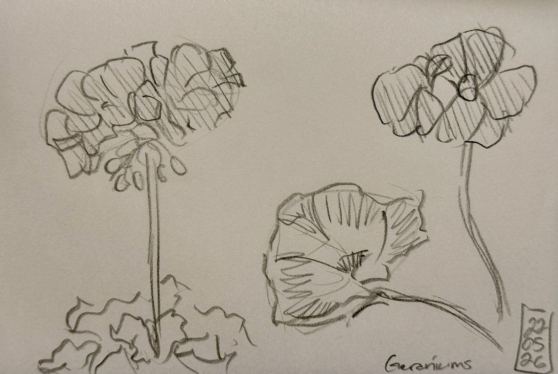 Geranium Consolation