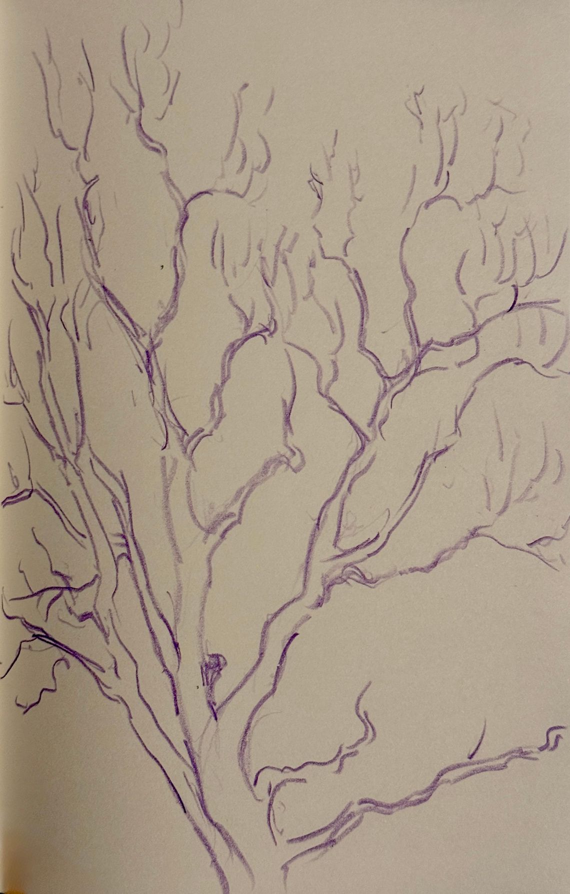 Sycamore Sketch