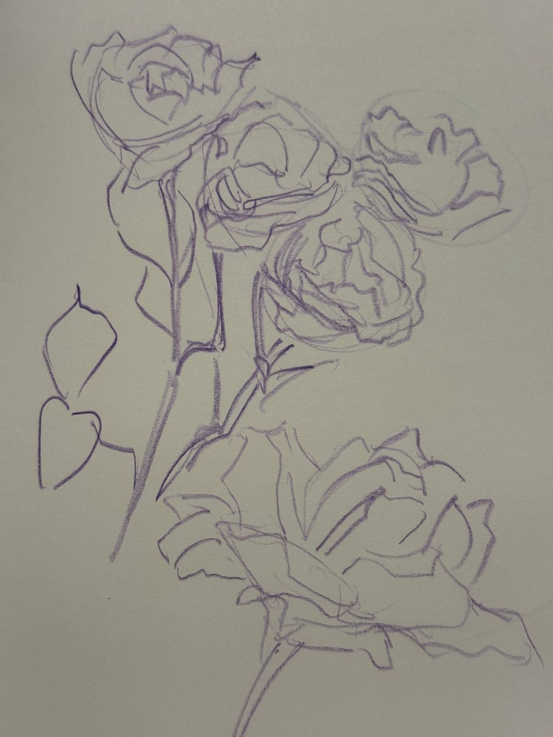 Rose Sketches