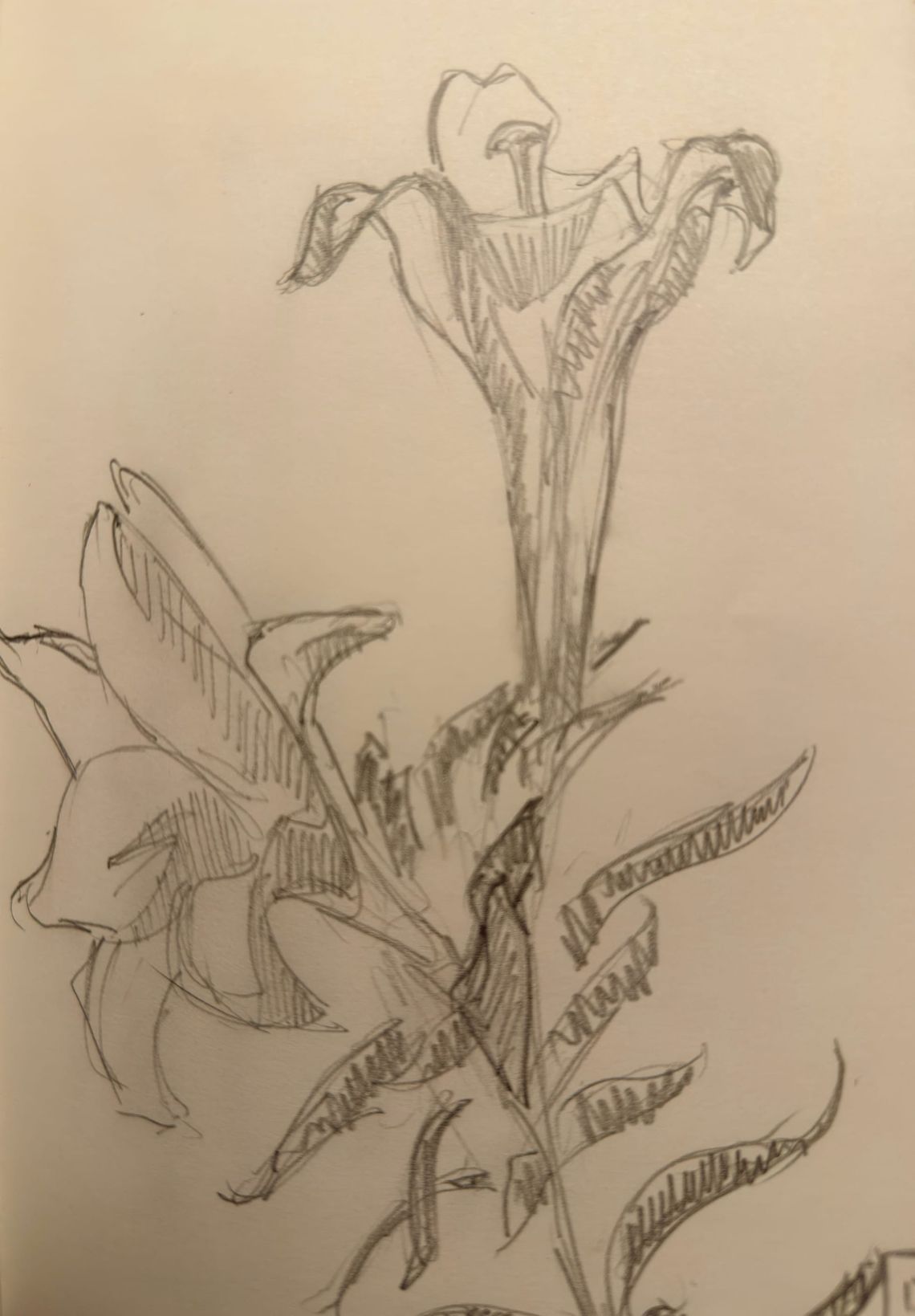 Lily Sketches